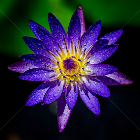 by Mark Anthony Bansag - Flowers Single Flower