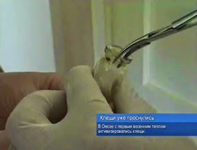 Клещи уже проснулись