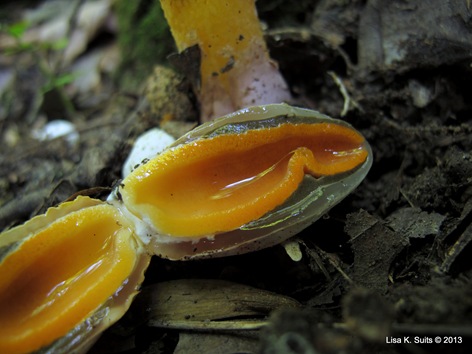 Mutinus elegans egg cut open close