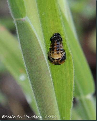 22-ladybird-larvae