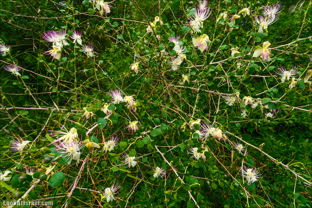 Неот Кдумим - Заповедник библейской природы | נאות קדומים