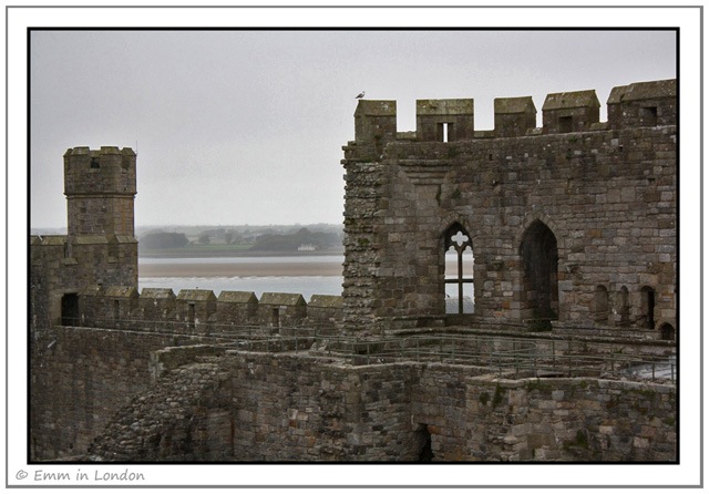 A Lone Seagull at Caernarfon Castle A Lone Seagull at Caernarfon Castle