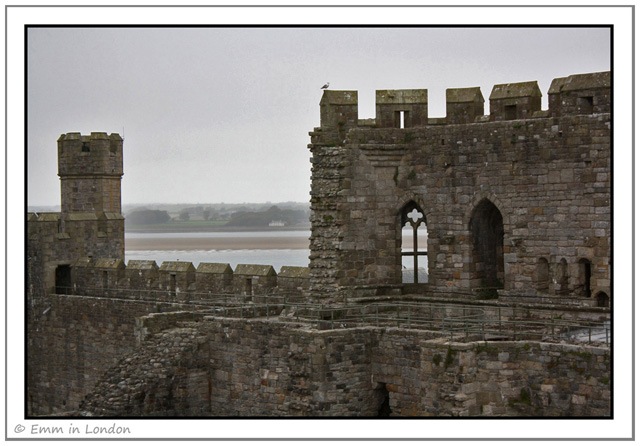 A Lone Seagull at Caernarfon Castle