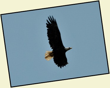 03g3 - Liberty Point - bald eagle
