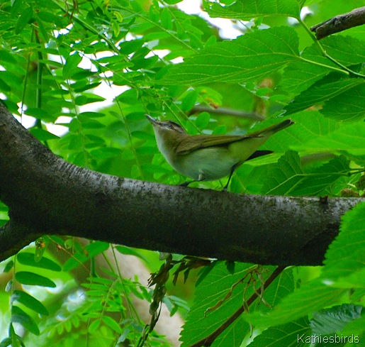 DSC_0186 red-eyed vireo-kab