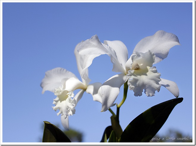 orchid_edited-1