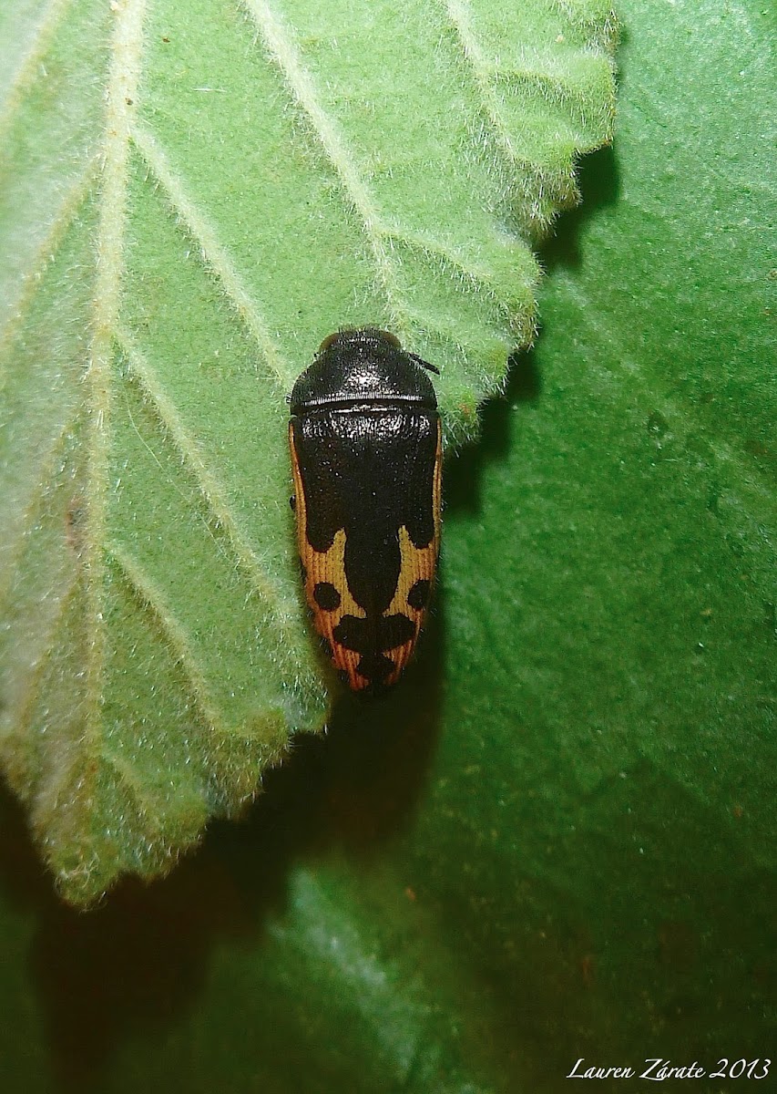 Buprestid Beetle