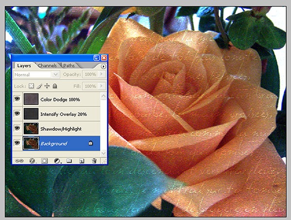 [Orange_Rose_Screenshot%255B5%255D.jpg]