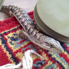 Alligator Lizard