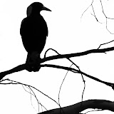 Magpie_silhouette_by_OpalMist.jpg