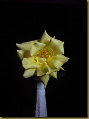 Yellow Rose