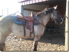 Riata in her new Dakota saddle