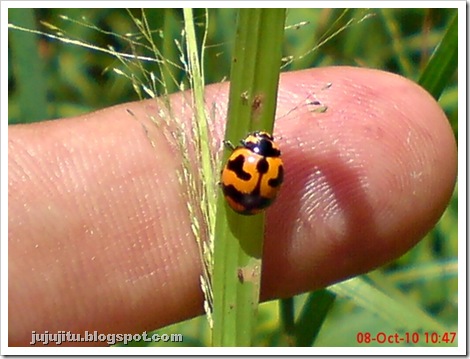 Kumbang Koksi ‘Transverse Ladybird’ (Coccinella transversalis) 04
