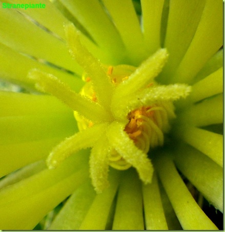 Mammillaria sphaerica pistillo
