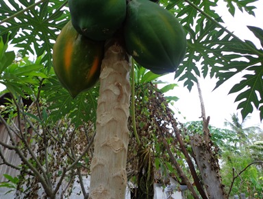 papaya  tree   
