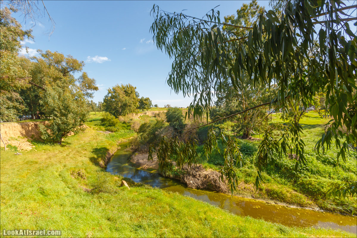Анемоны (каланиет) пустыни Негев - Фестиваль Даром Адом в LookAtIsrael.com - Фото путешествия по Израилю | Red South festival of anemones in Negev | דרום אדום - קלניות בבארי
