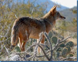 arizona-coyote