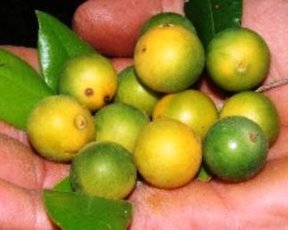 [Guaquica%255B2%255D.jpg]