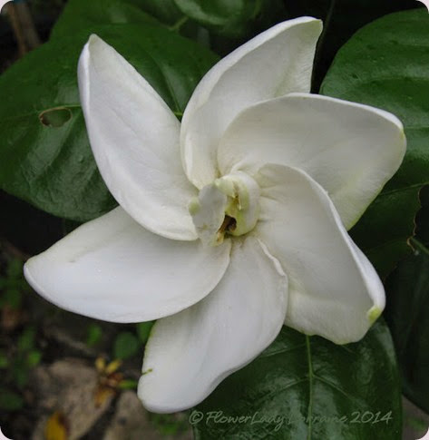 09-06-tahitian-gardenia2
