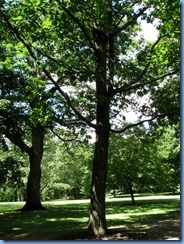 6428 Ottawa 1 Sussex Dr - Rideau Hall - red oak planted by Richard M Nixon