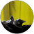 Artarore _ Artarore _