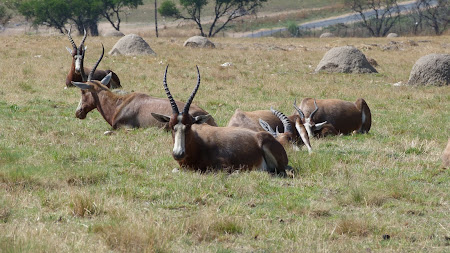 Fauna Africa de Sud: antilope