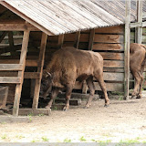 Wisente im Wisentreservat bei Miedzydroje