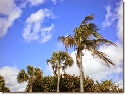 Palm trees (2)