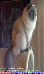 Top 20 Cats and Kittens - náhled