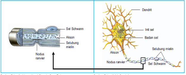 Bagian bagian sel saraf