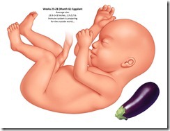 Fetal Size Chart wk25-28