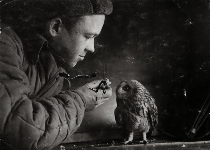 Owl Owl