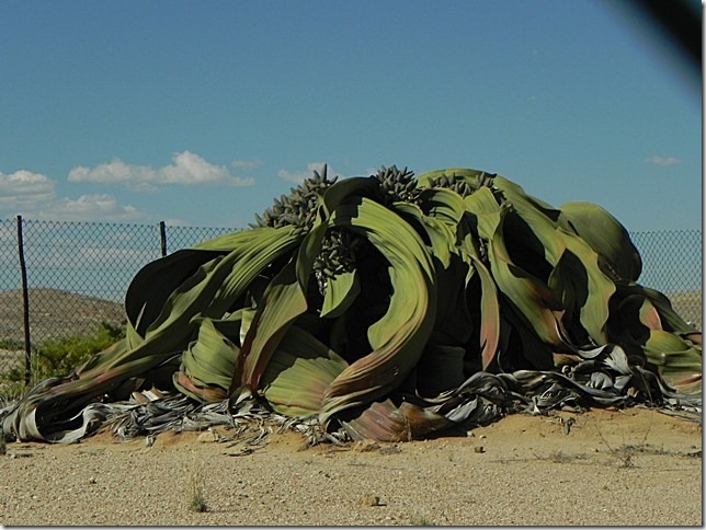 Welwitschia_DSCN6504