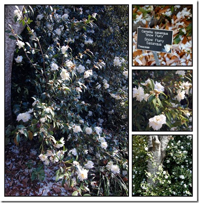 camellia snow flurry