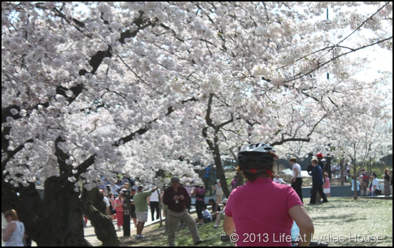 cherry blossoms 11
