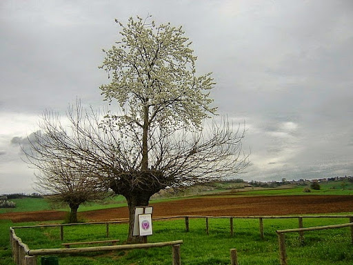 Memetro | tree in a tree