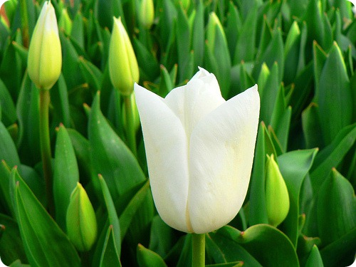tulipano1