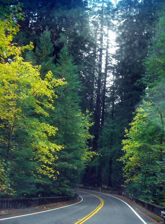 [Redwoods%2520%252812%2529%255B4%255D.jpg]