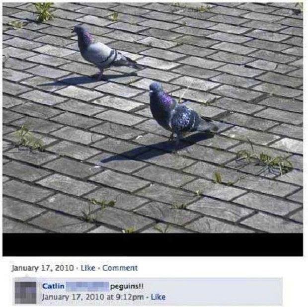 [pigeons%255B2%255D.jpg]