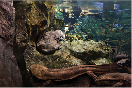 Amphibia Amfibi dan Contoh  hewan  Amfibi Kumpulan 