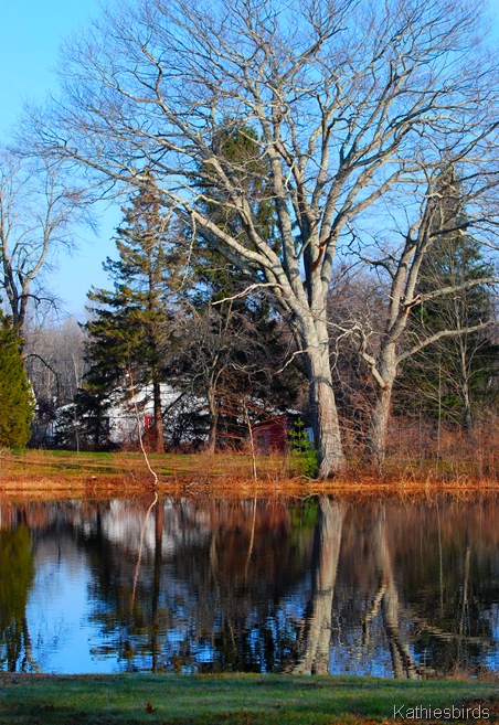 8. tree reflection-kab 8. tree reflection-kab