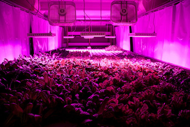 A vertical farm in a form Chicago meatpacking plant. Rachel Swenie / The Plant