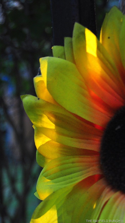 [DSC_0008-001%255B4%255D.jpg]