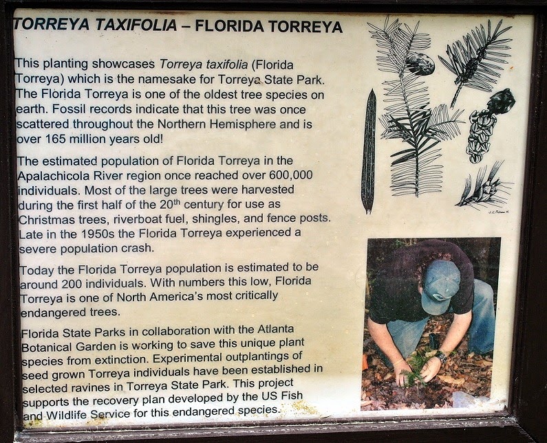 [01---Torreya-Tree-Sign5.jpg]