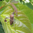 Eastern Leaf-footed Bug