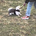 Funny dogs and cats playing in the snow - Funny animal compilation