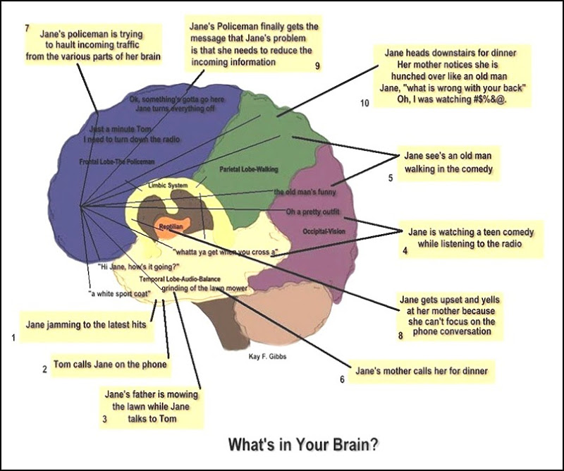 Copy of brain diagram 4_thumb[4][1]