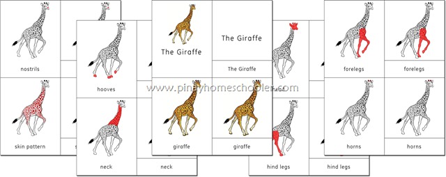 Africa Continent Giraffe Nomenclature Cards