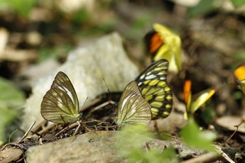 雌白黃蝶、淡紫粉蝶、斑粉蝶