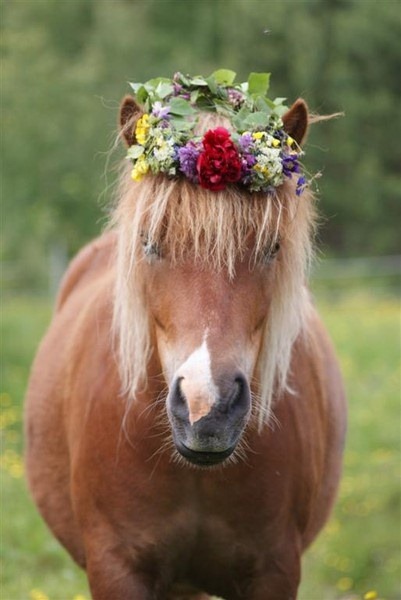 [animales%2520con%2520flores%2520JPG%2520%25281%2529.jpg]